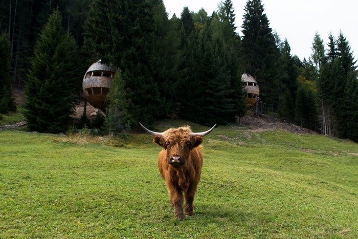 Highland cow in a grassy field with treehouses