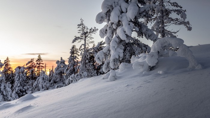 Snow-covered trees at sunset in a winter landscape