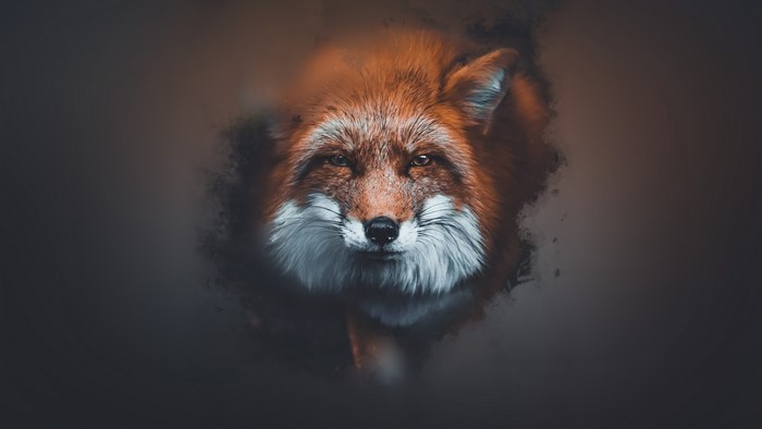 Close-up of a red fox's face