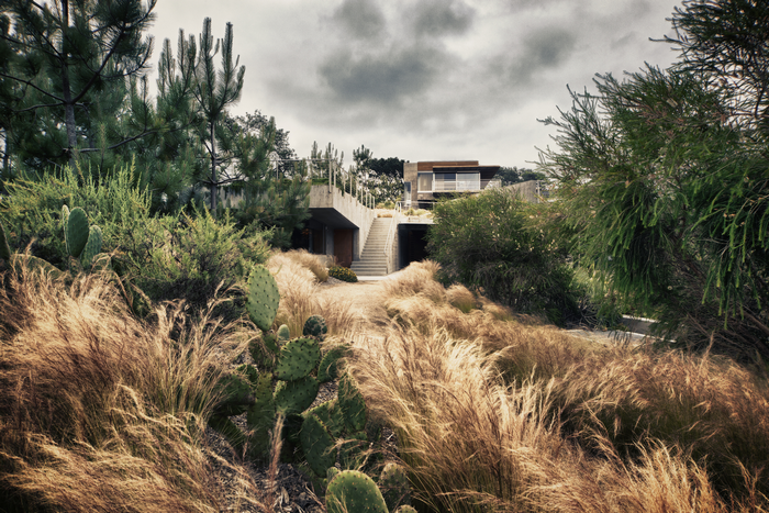 Modern house with cactus and dry grass landscaping