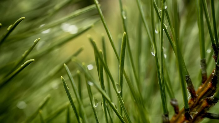 Macro shot of wet pine needles with water drops