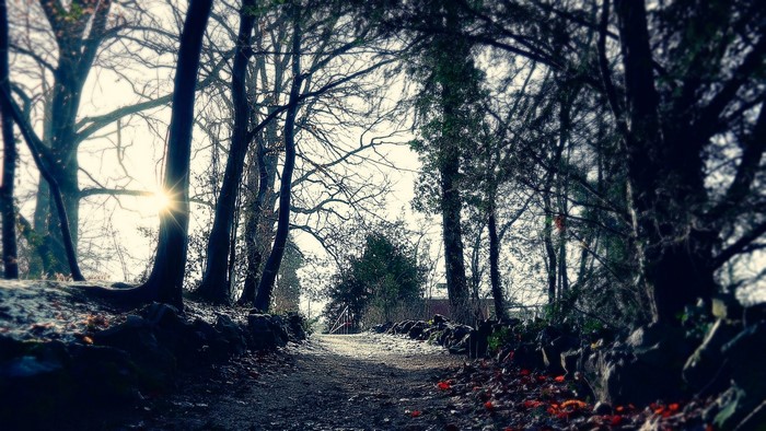 Sunlight through trees on a forest path