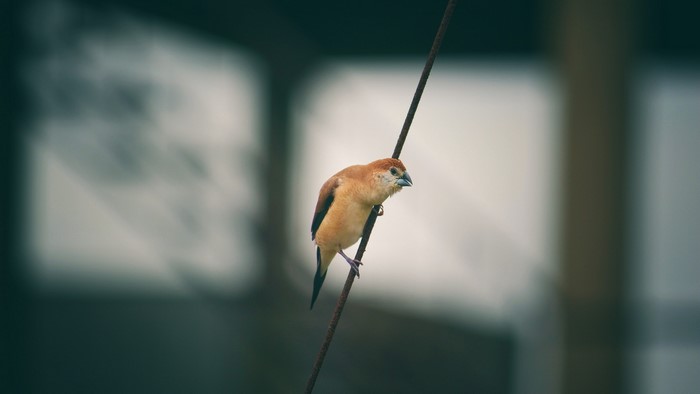 A small brown bird perched on a wire