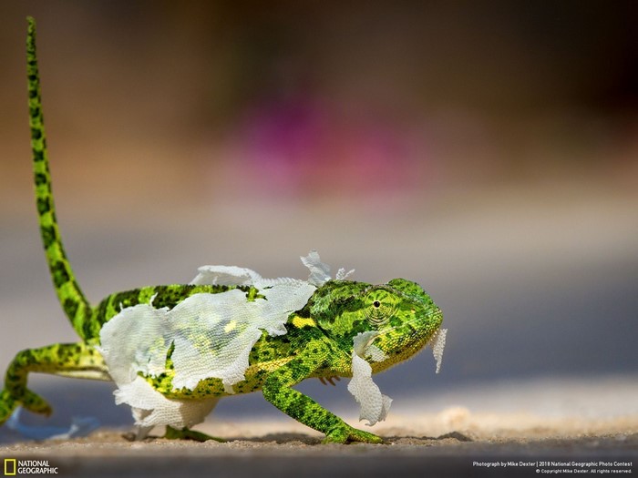 Chameleon shedding skin with National Geographic logo