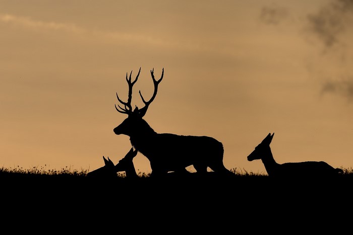 Silhouette of a stag and deer at sunset