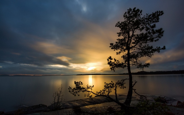Silhouette of a pine tree by a lake at sunset