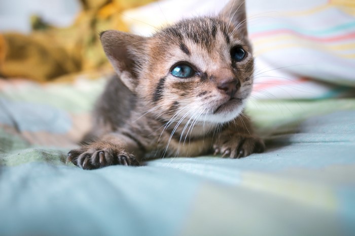 Close-up of a tabby kitten with blue eyes