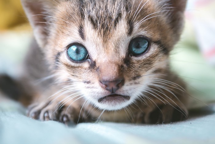 Close-up of a kitten with striking blue eyes
