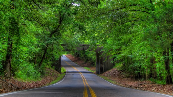Road through a green forest with a bridge