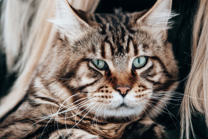 Close-up of a Maine Coon cat with green eyes