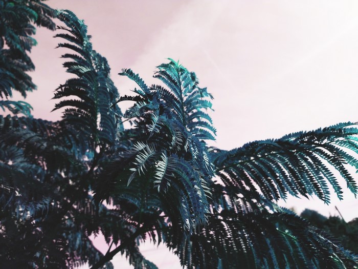 Dark green fern leaves against a pale pink sky