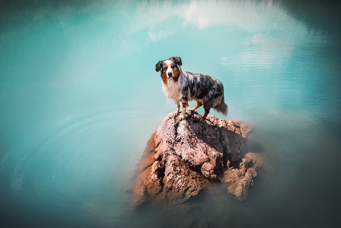 A dog stands on a rock in turquoise water