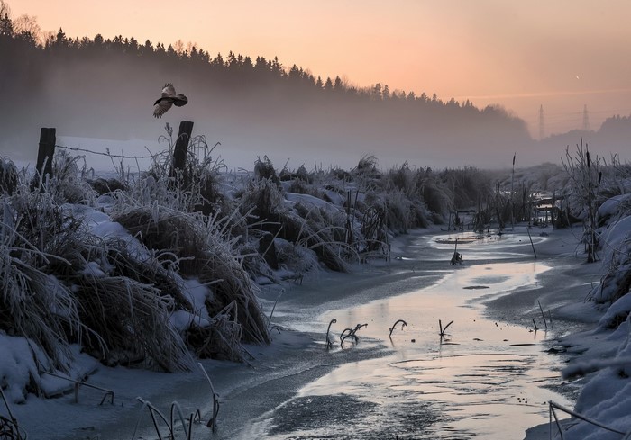 Bird flying over a frozen stream in winter landscape