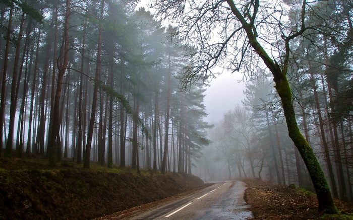 Foggy forest road with tall pine trees