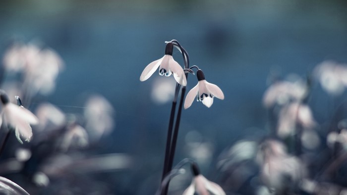 Close-up of snowdrop flowers with a blue background