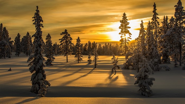Snowy forest at sunrise or sunset