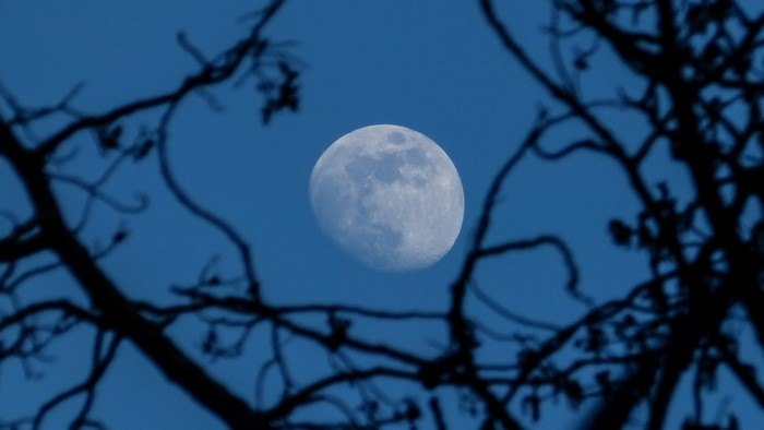 Moon in the blue sky framed by tree branches