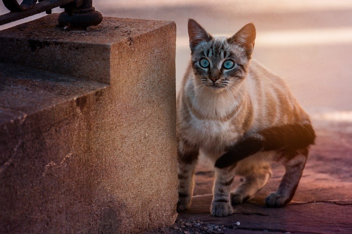 A cat with blue eyes sits by a stone pillar