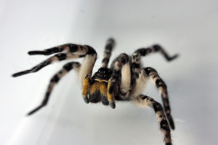 4K macro shot of a wolf spider