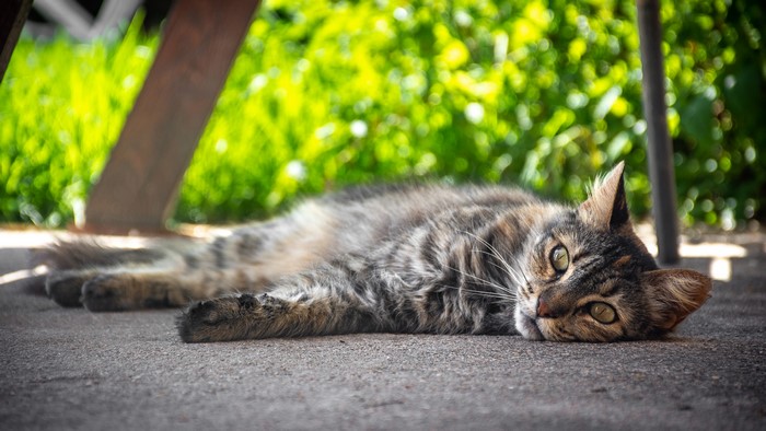 Tabby cat lying on concrete outdoors