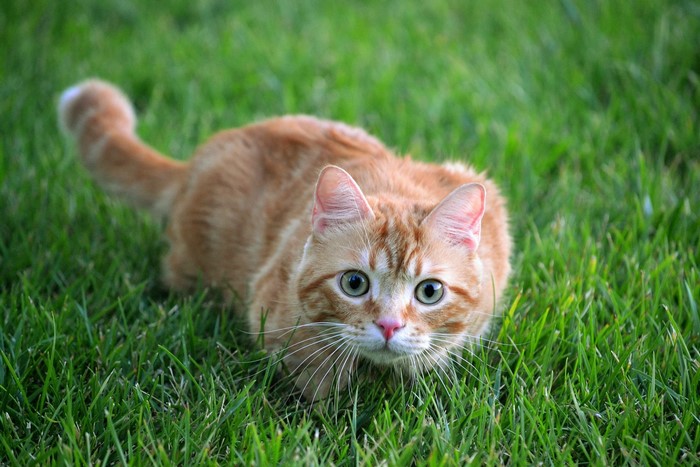 Orange tabby cat crouching in green grass
