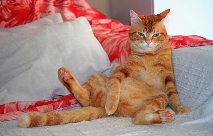 Orange tabby cat lounging on a couch