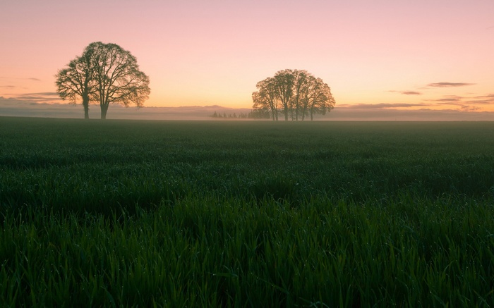 Two trees in a field at sunrise