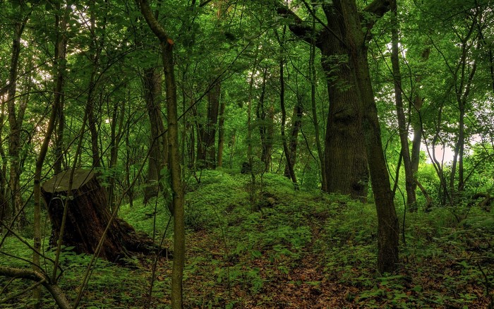 Dense green forest with a large tree stump
