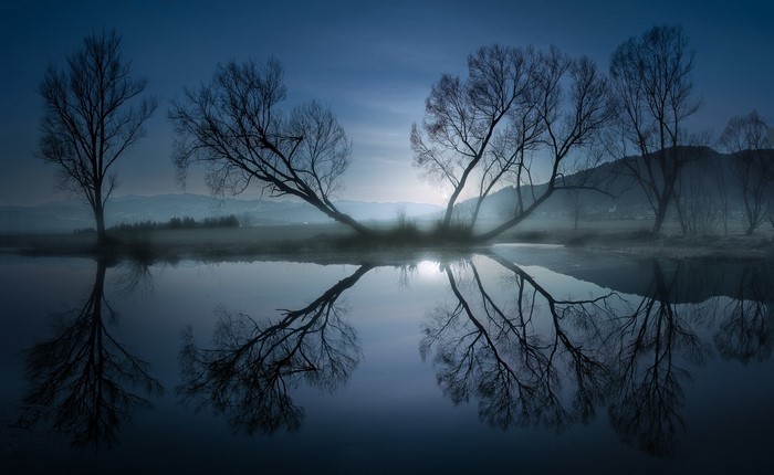 Bare trees reflected in dark water at dusk