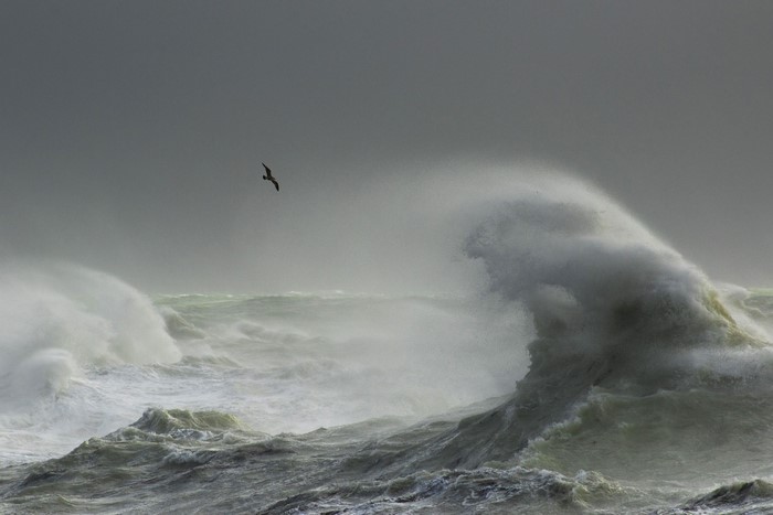 Seagull flying over stormy ocean waves