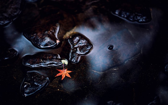 Red maple leaf floating on dark water with rocks