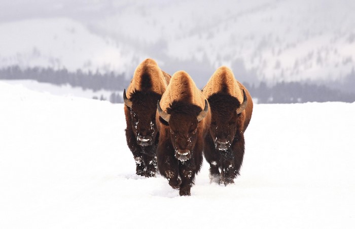 Three bison walking in the snow