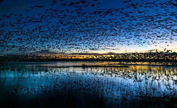 Flock of birds flying over water at sunset