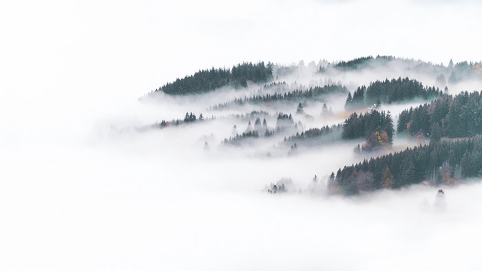 Misty forest landscape with evergreen trees