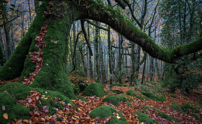 Moss-covered ancient tree in a forest with fallen leaves