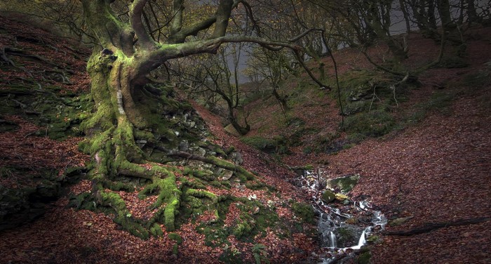 Moss-covered ancient tree roots by a stream in a forest
