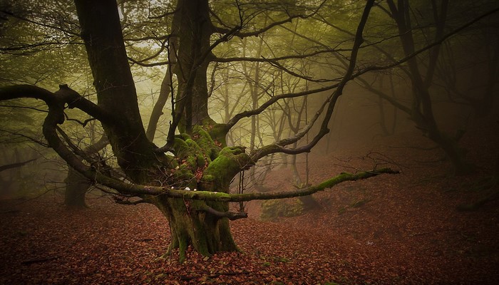 Misty forest with moss-covered ancient tree