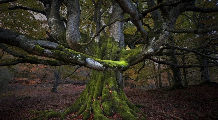 Moss-covered ancient tree in a forest
