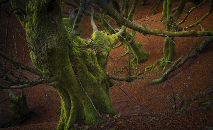 Moss-covered trees in a forest with fallen leaves