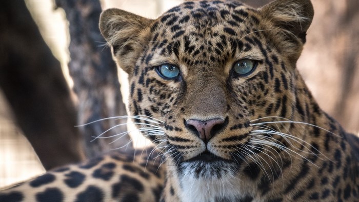 Close-up of a leopard with striking blue eyes