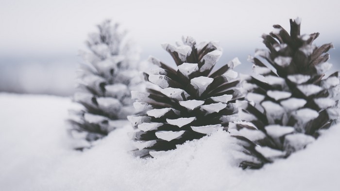 Pine cones covered in snow in winter