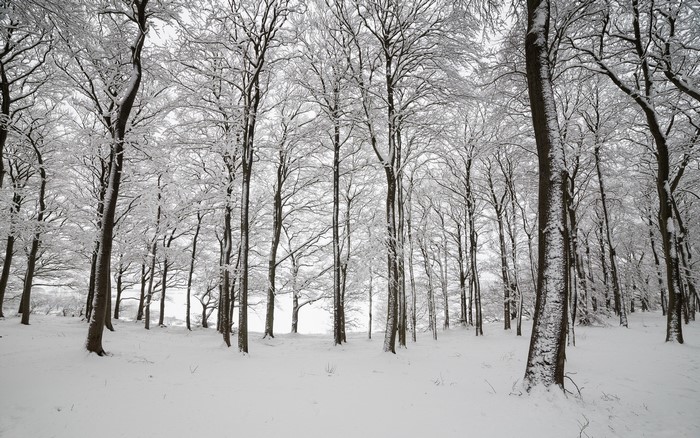 Snow covered trees in a winter forest