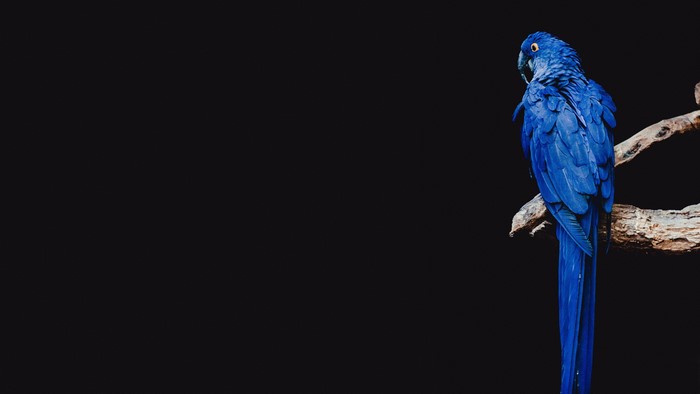 Blue parrot on a branch