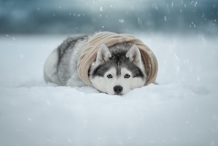 Husky dog wearing a scarf in the snow
