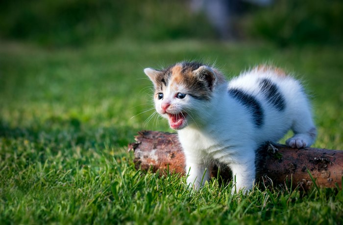 Kitten meowing on a log in the grass