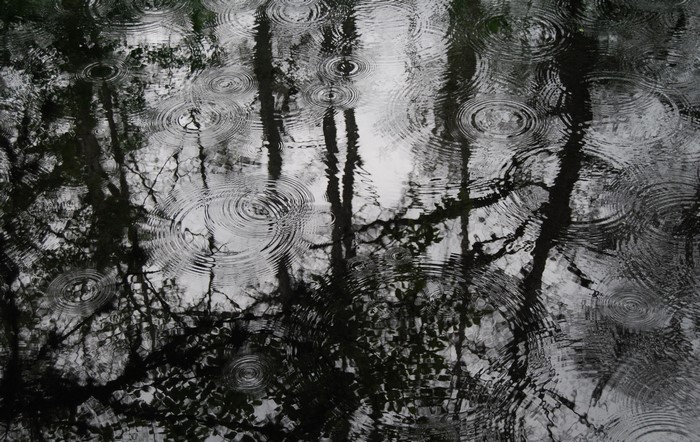 Raindrops on water reflecting trees