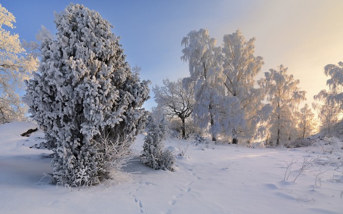 Snow covered trees in a winter landscape