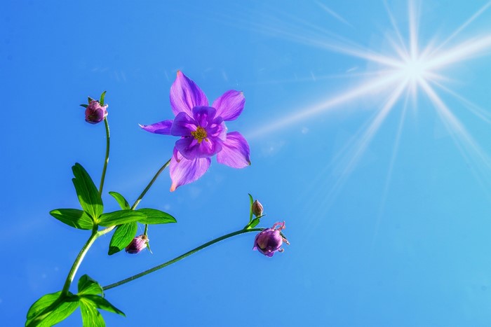 Purple flower and buds against a bright blue sky with sun rays