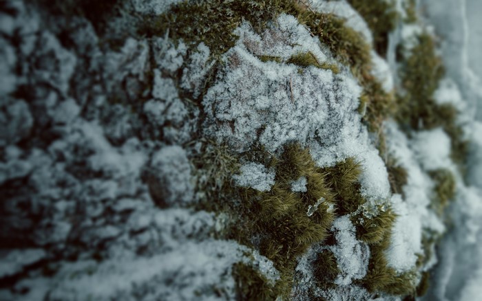 Macro view of moss and snow in winter