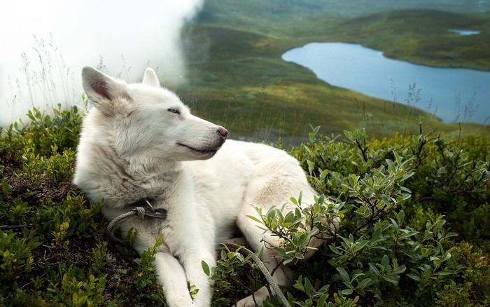 White dog resting in green bushes with a lake in the background